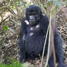 Gorillas in Bwindi - Jungspund