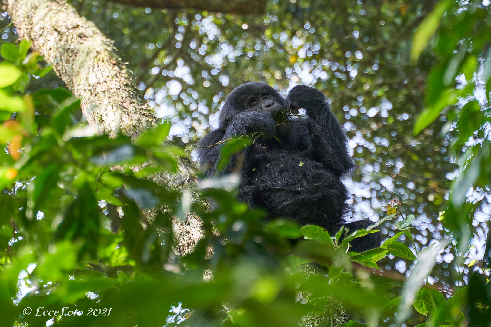 Gorillas in Bwindi - Mahlzeit