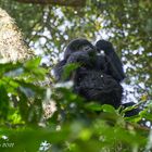 Gorillas in Bwindi - Mahlzeit