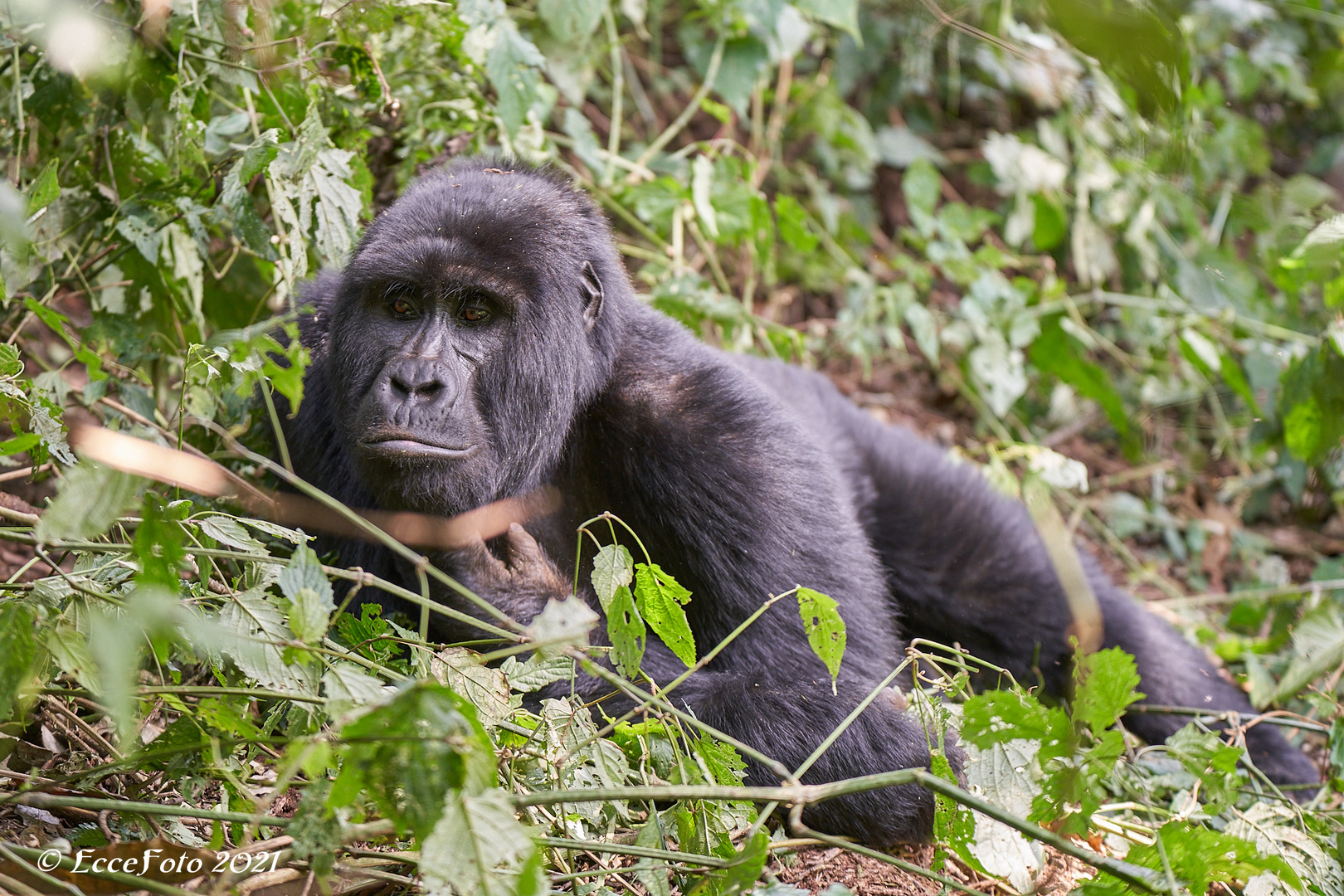 Gorillas in Bwindi - Nähe