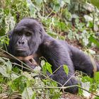 Gorillas in Bwindi - Nähe