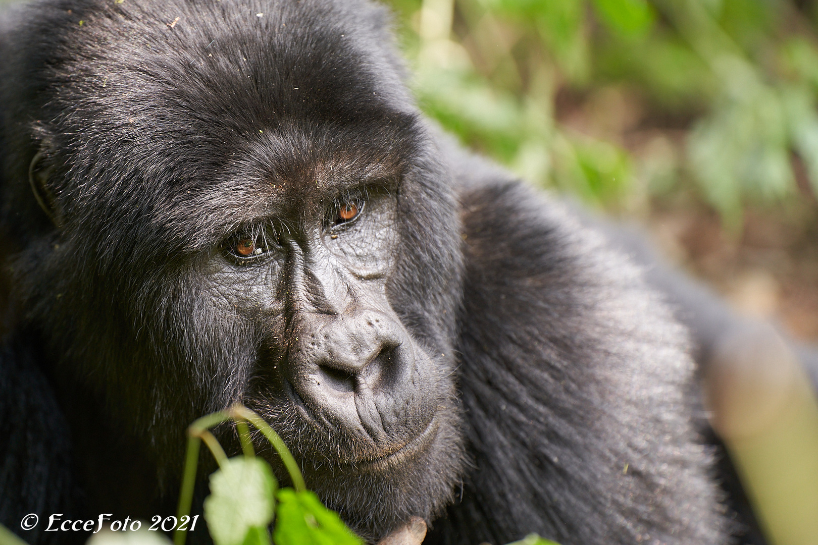 Gorillas in Bwindi - Portrait