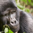 Gorillas in Bwindi - Portrait