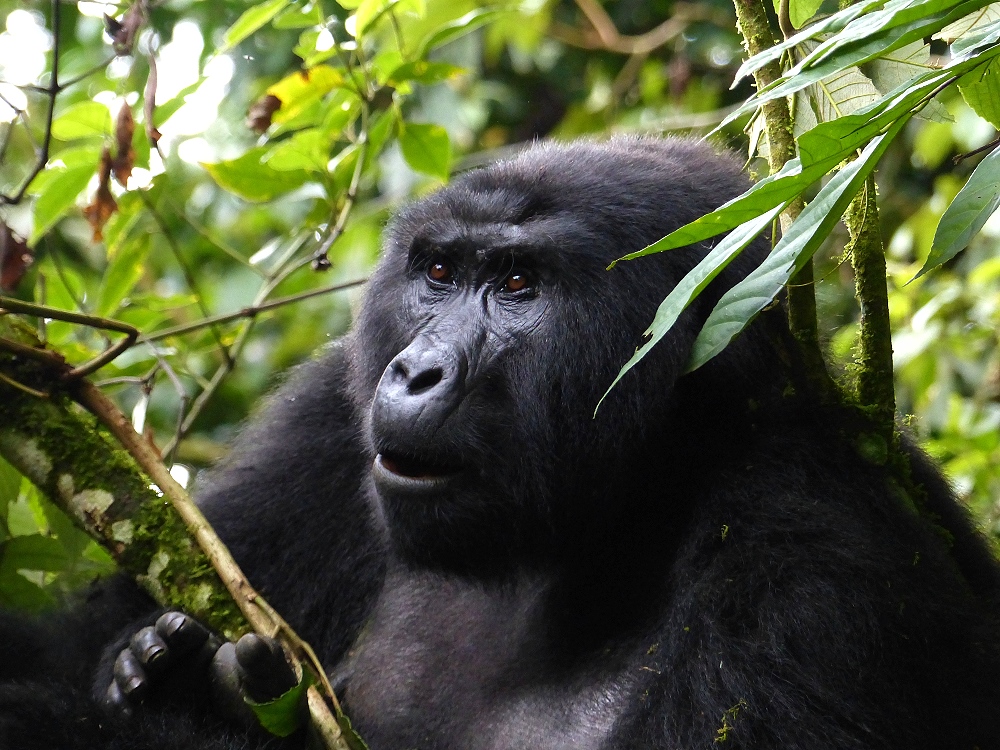 Gorillas in den Mondbergen