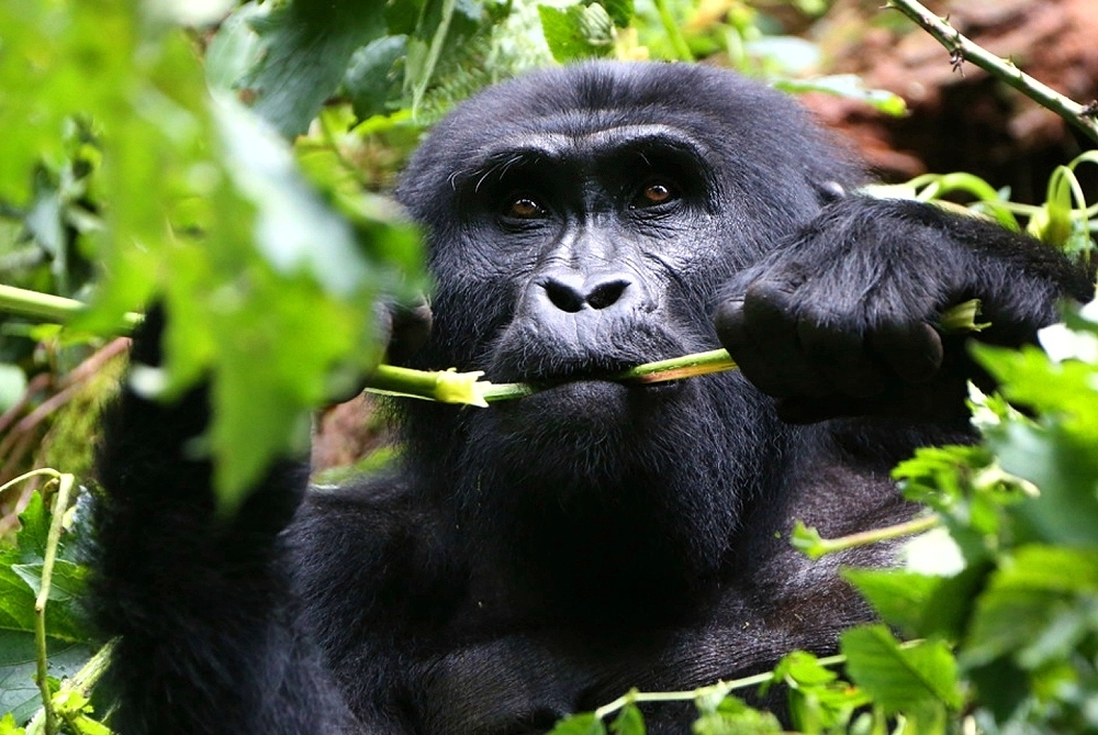 Gorillas in den Mondbergen - Ruanda - Uganda - DRK