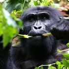 Gorillas in den Mondbergen - Ruanda - Uganda - DRK