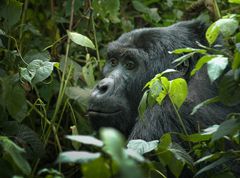 "gorillas in the mist"