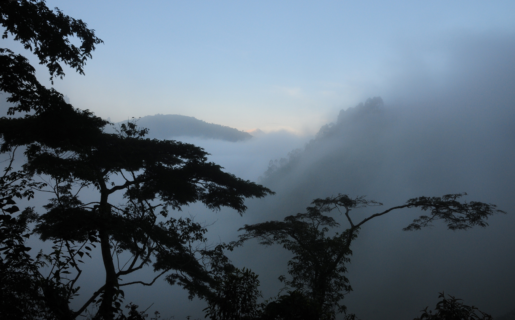 Gorillas in the Mist