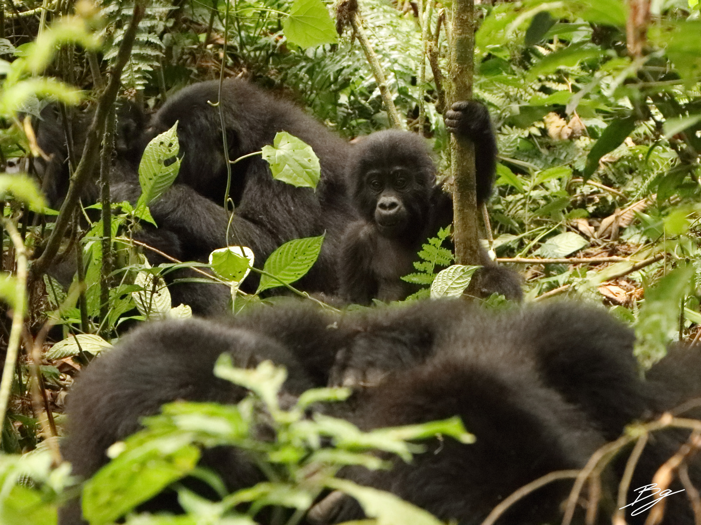 Gorillas in Uganda