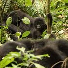 Gorillas in Uganda