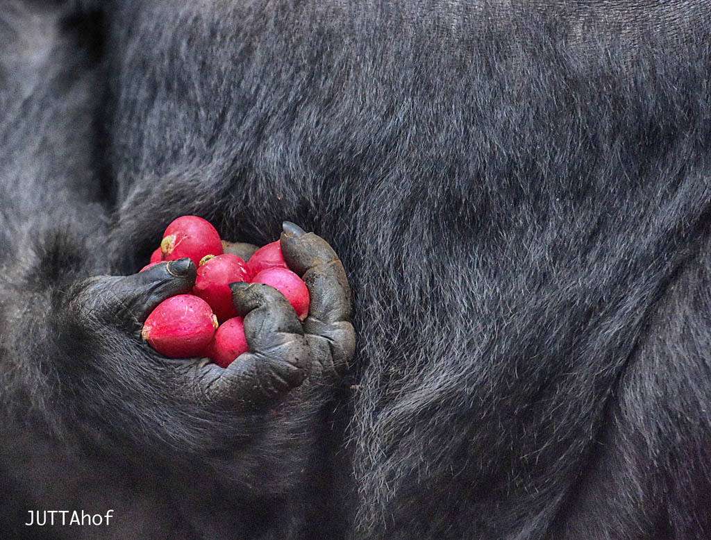  Gorillas  Love Radish