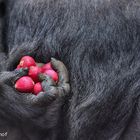  Gorillas  Love Radish