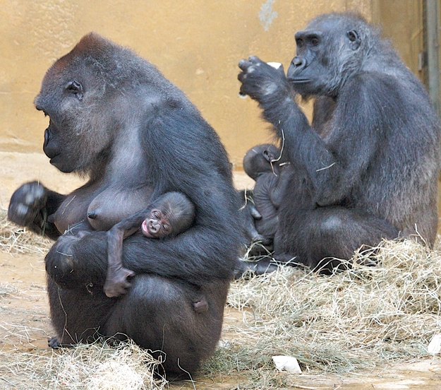 Gorillas mit "Babys"