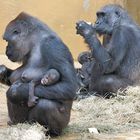 Gorillas mit "Babys"