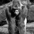 Gorillas SW