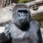 Gorilla(Silberrücken)Zoo Wuppertal