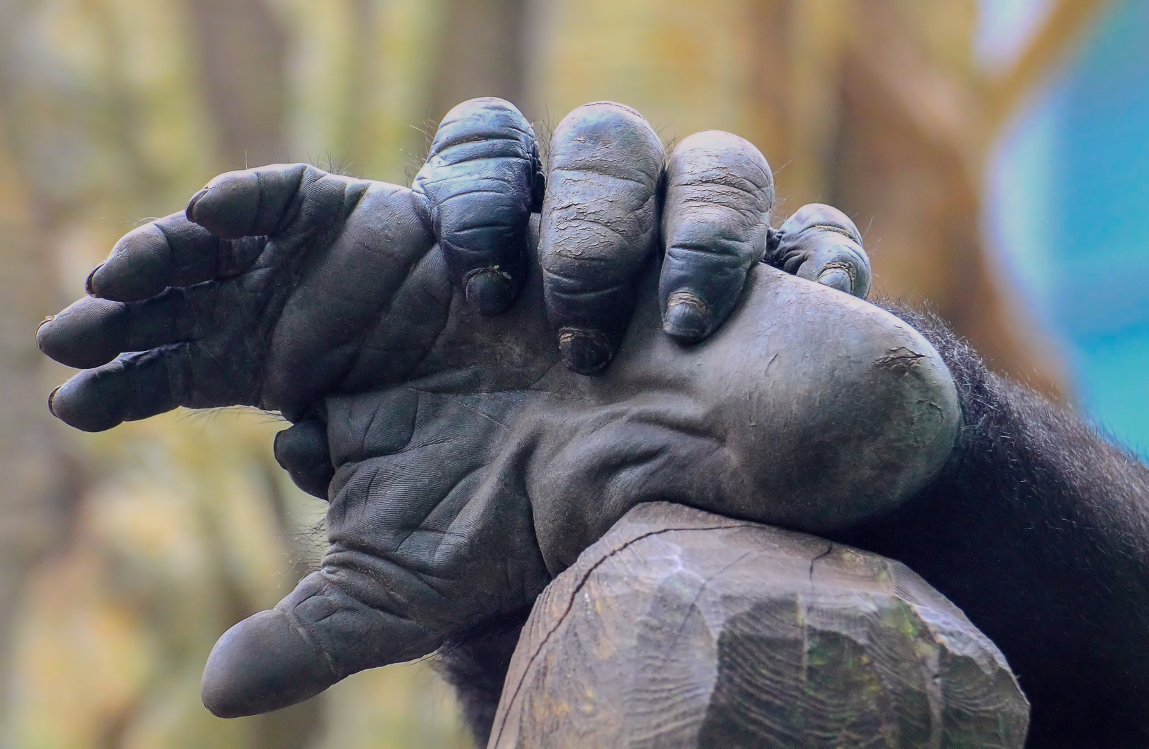 Gorillas...wie ähnlich sie uns doch sind...