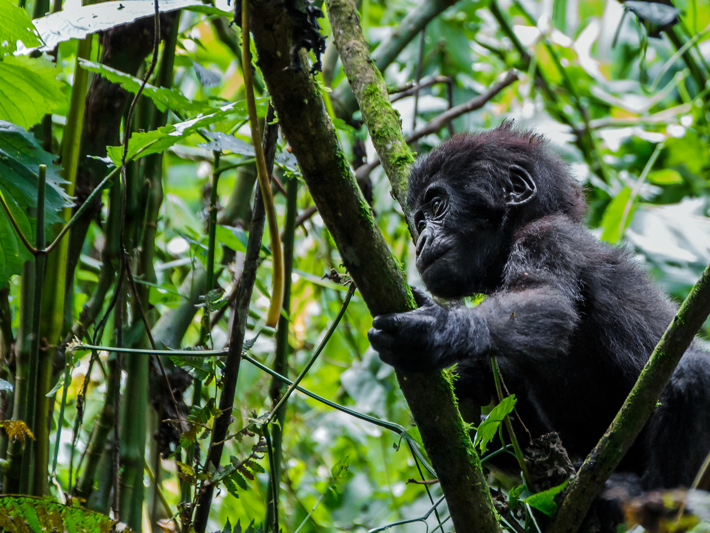 Gorillatrekking in Uganda