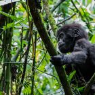 Gorillatrekking in Uganda