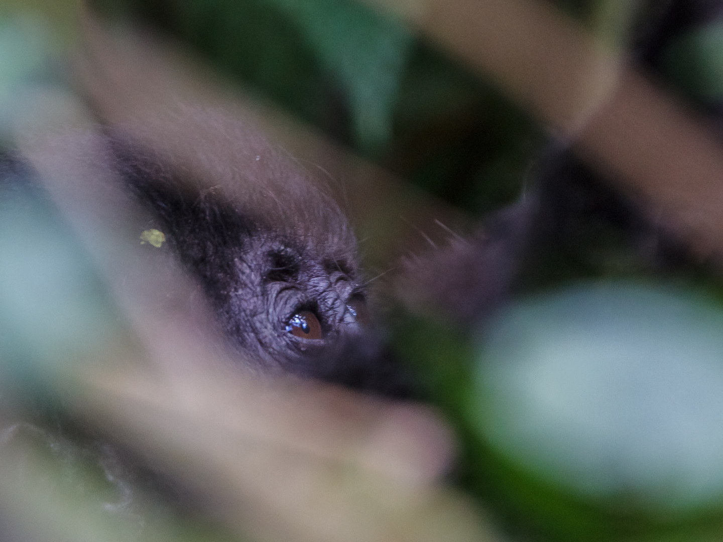 Gorillatrekking in Uganda, Detail