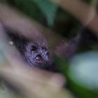 Gorillatrekking in Uganda, Detail