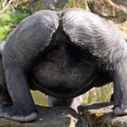 Gorillavater beim Frühschoppen...............