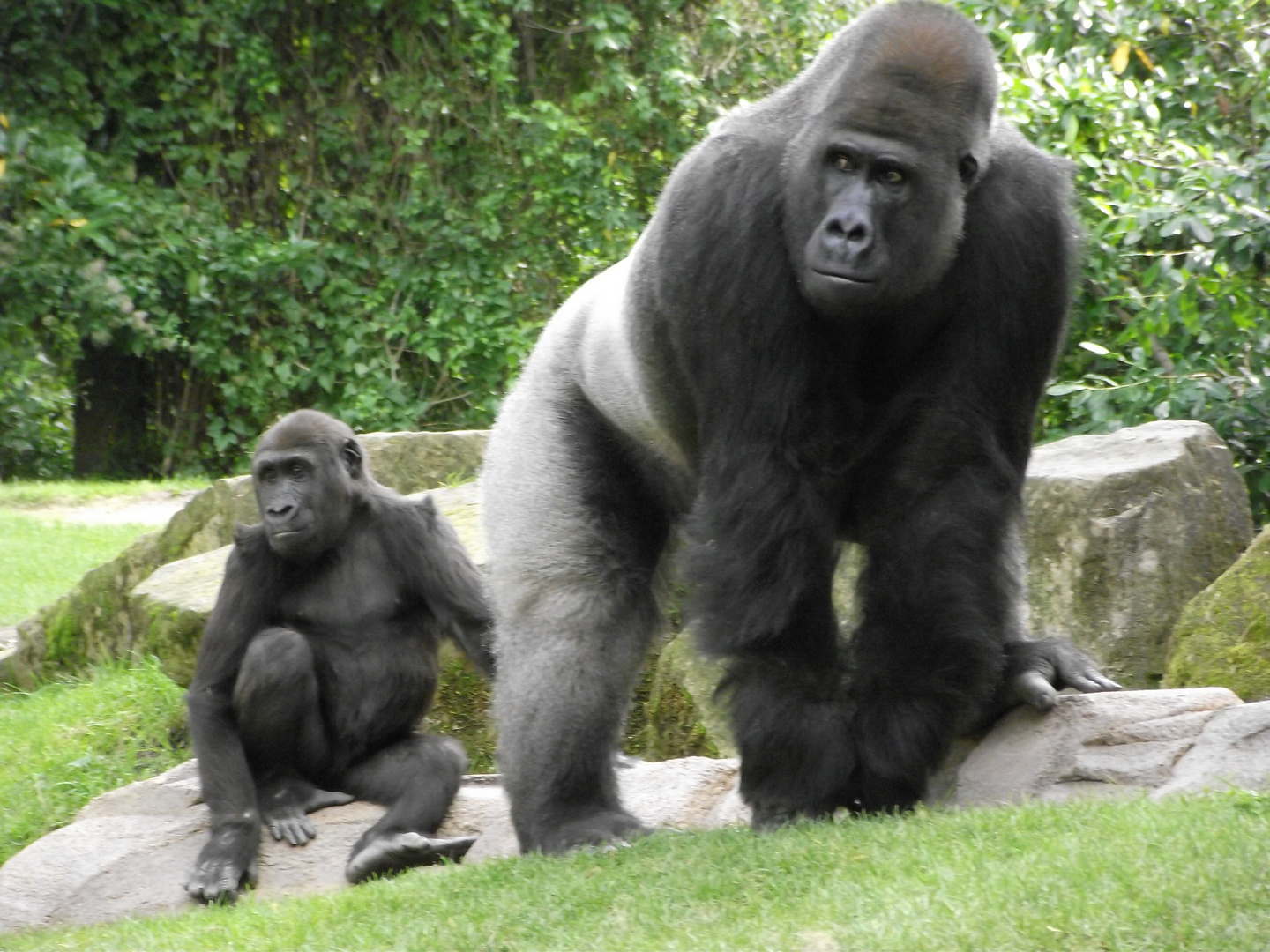 Gorillavater und Sohn