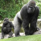 Gorillavater und Sohn
