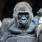 Gorillaweibchen im Frankfurter Zoo