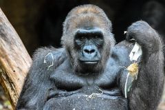 Gorillaweibchen im Frankfurter Zoo