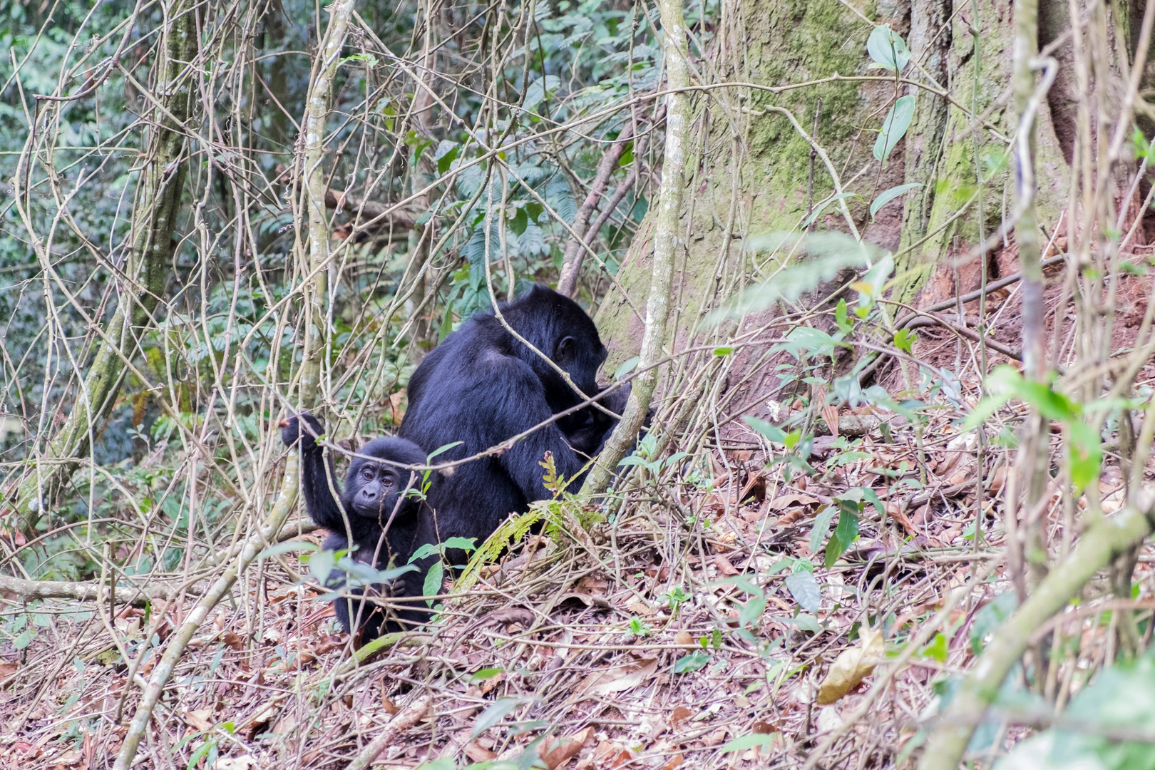 Gorillaweibchen mit Baby