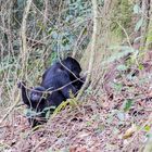 Gorillaweibchen mit Baby