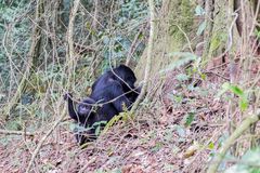 Gorillaweibchen mit Baby