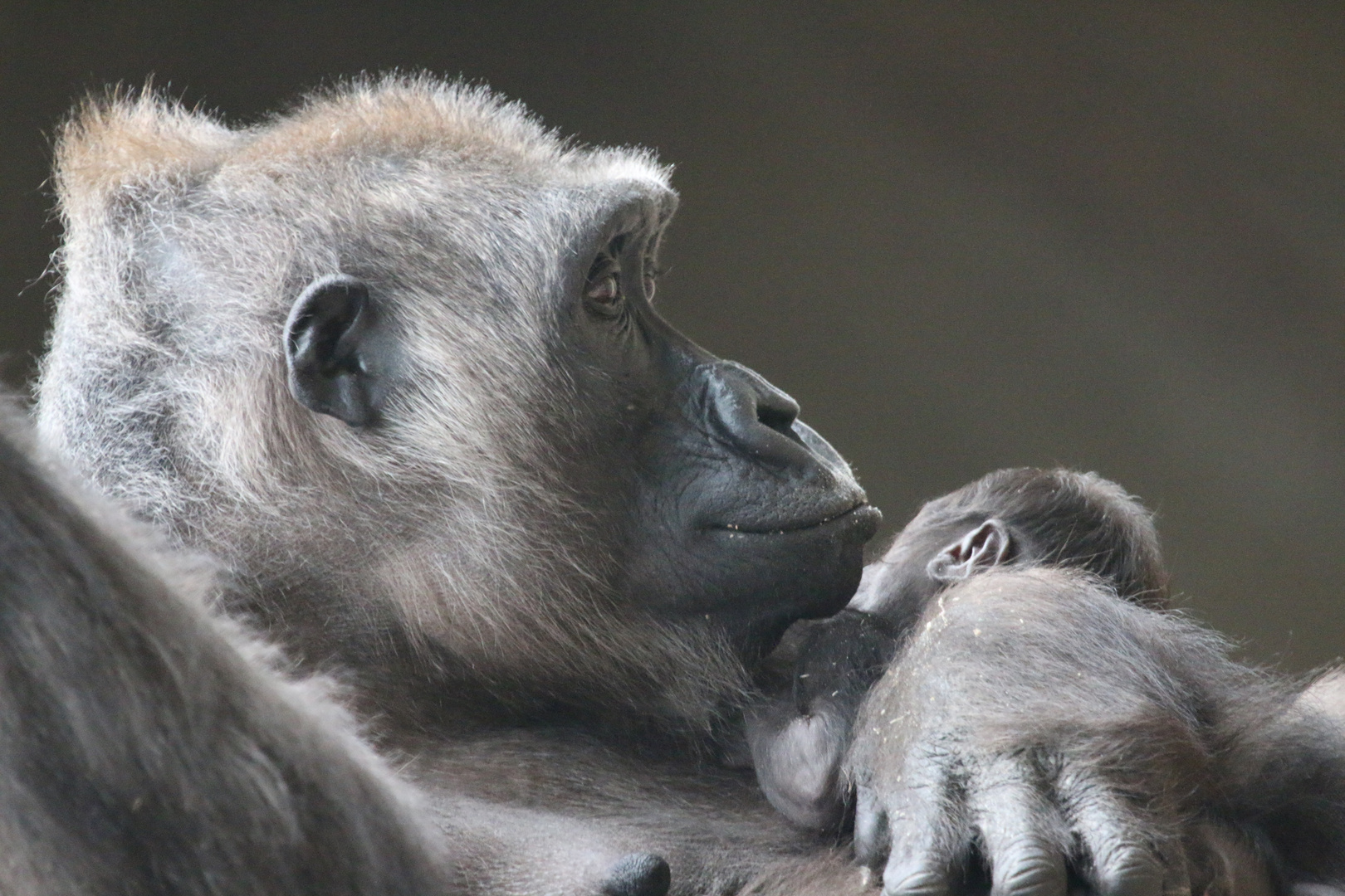 Gorillaweibchen mit ihrem Baby