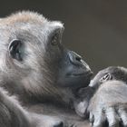 Gorillaweibchen mit ihrem Baby