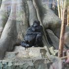 Gorille de l'Est