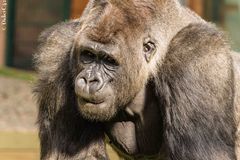 Gorille en pleine réflexion