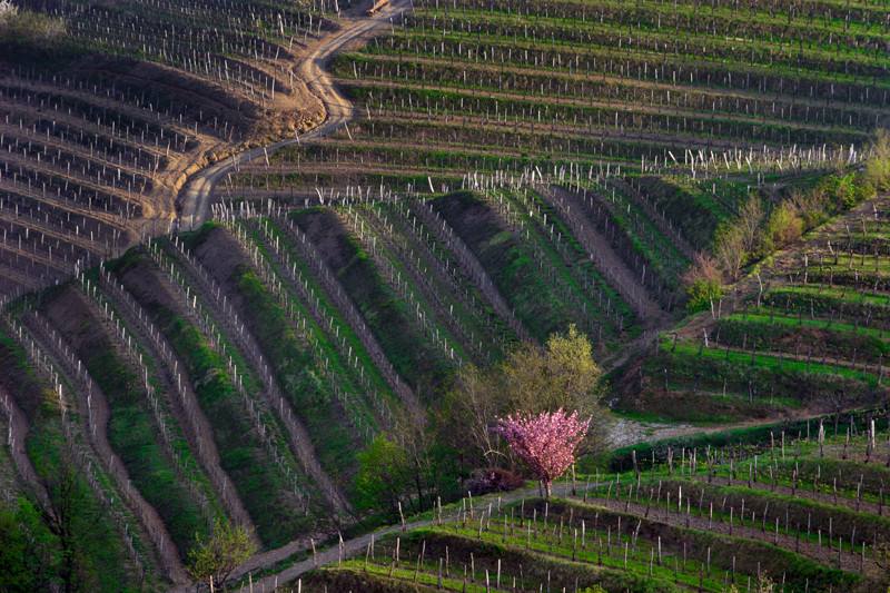 Goriska Brda - Slovenia