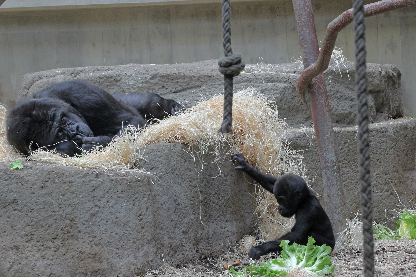 Gorllanachwuchs im Basler Zoo