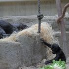 Gorllanachwuchs im Basler Zoo