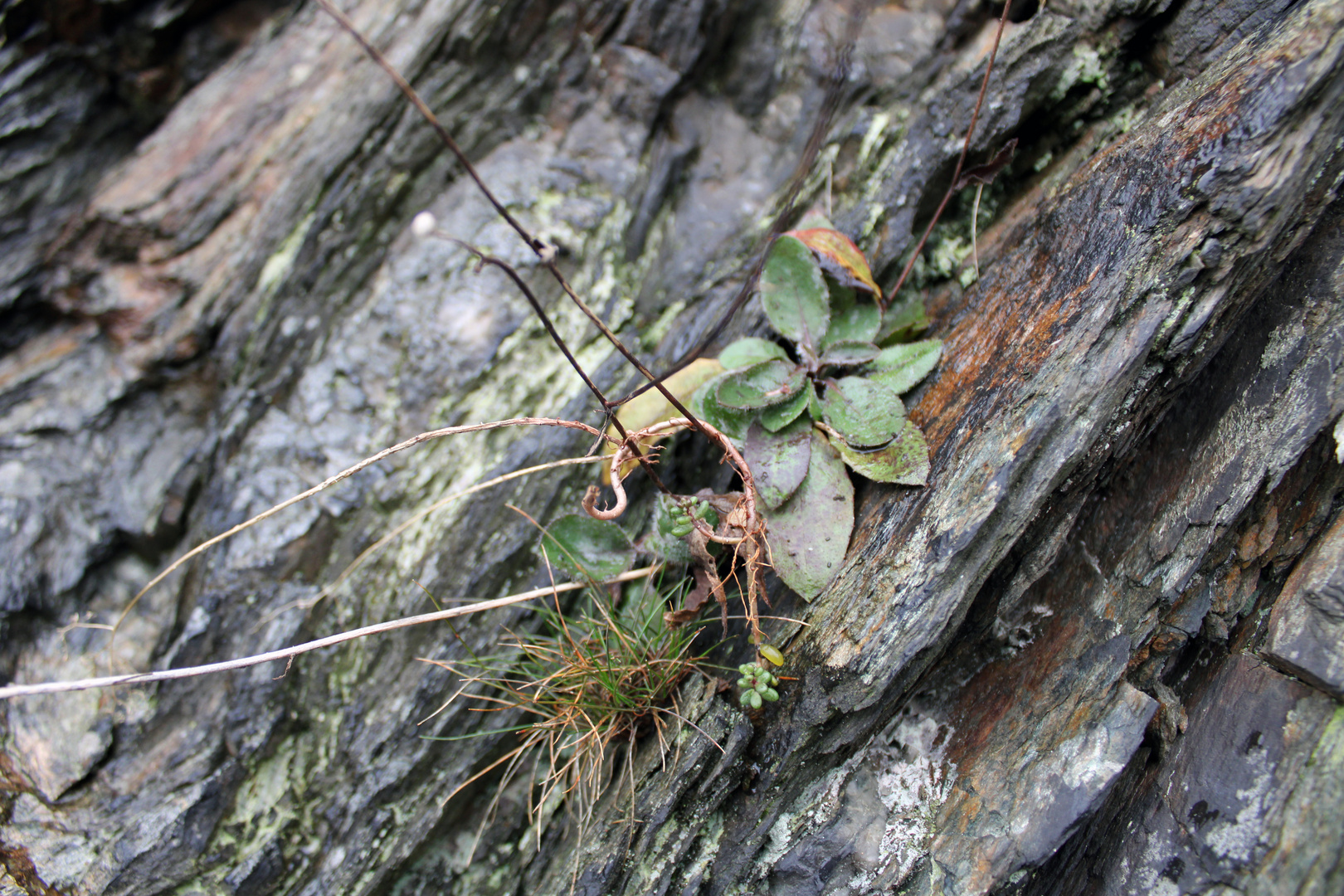 Gornsdorfer Wald