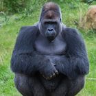 Gorrilla