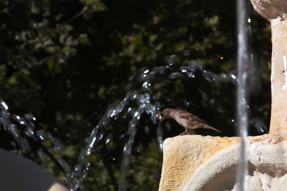 gorrión buscando agua