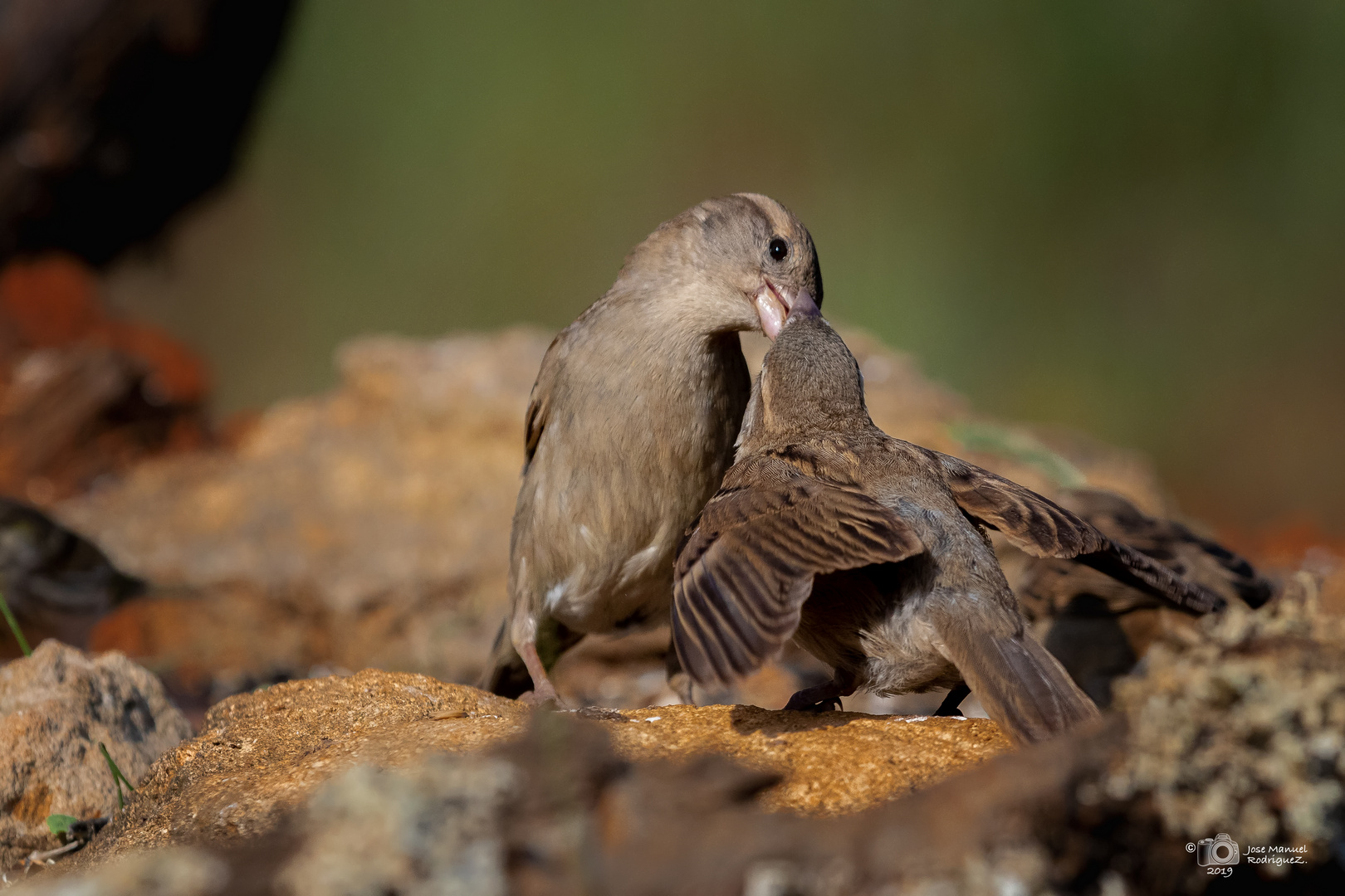 GORRION COMUN.(Passer domesticus). 