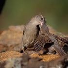 GORRION COMUN.(Passer domesticus). 