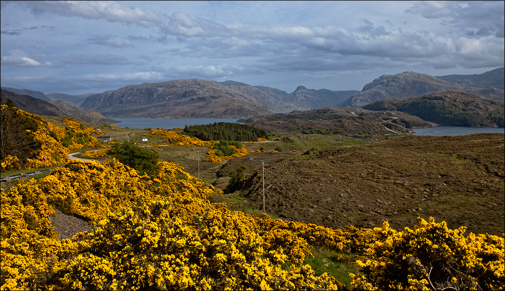 - gorse, heather and power poles -