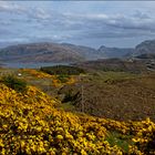 - gorse, heather and power poles -