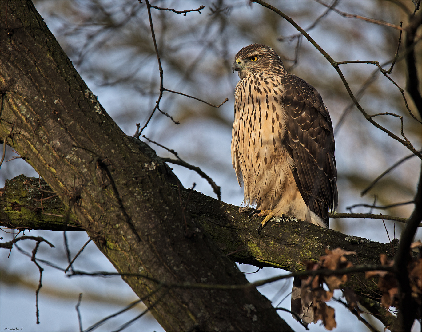 Goshawk