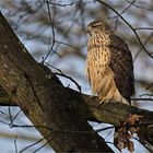 Goshawk