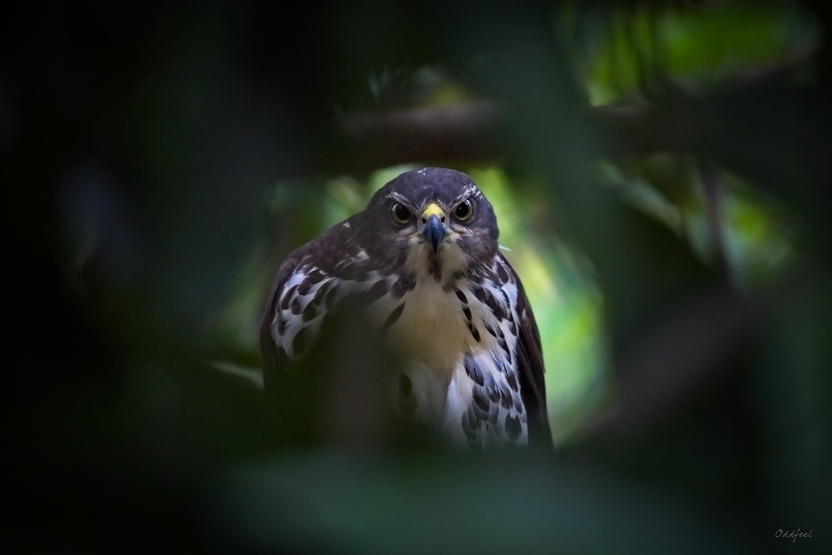 Goshawk Intensity